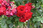 Santana rose photo