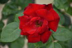Santana rose photo