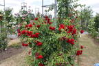 Belkanto rose photo