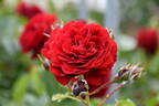 Belkanto rose photo