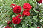 The Prince's Trust rose photo