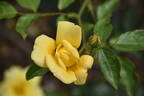 Christine, Cl. rose photo