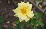 Christine, Cl. rose photo