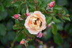 Calapuno rose photo