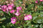 Professeur Christian Cabrol ® rose photo