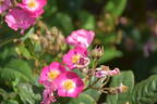 Professeur Christian Cabrol ® rose photo
