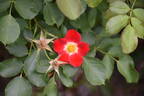 Eyepaint ® rose photo