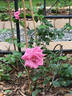 Viking Queen rose photo
