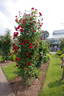 Soldier Boy rose photo