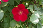 Soldier Boy rose photo