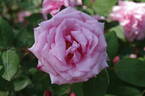 Martha rose photo