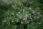 Poppius rose photo
