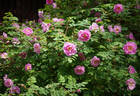 Poppius rose photo