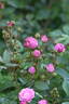 Madame François Graindorge rose photo