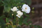 Katharina Zeimet rose photo