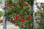 Santana rose photo