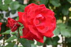 Santana rose photo