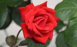 Santana rose photo