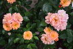 Träumerei rose photo