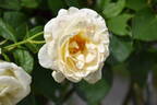 Schneewalzer rose photo