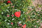 Cantario rose photo