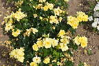 Loredo rose photo