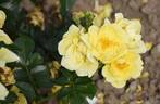 Loredo rose photo