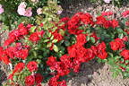 Black Forest Rose rose photo