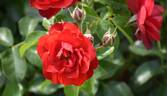 Kronjuwel ® rose photo