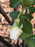 Crème de la Crème rose photo