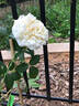 Crème de la Crème rose photo