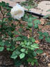 Joan Fontaine rose photo