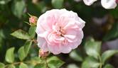 Dortmunder Kaiserhain ® rose photo