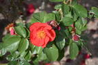 So Pretty rose photo