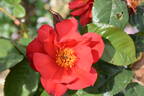 So Pretty rose photo