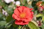 So Pretty rose photo