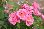 Armada ® rose photo