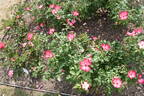 Pretty Kiss rose photo