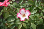 Pretty Kiss rose photo