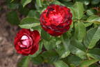 Rose der Einheit rose photo