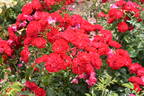 Famosa rose photo