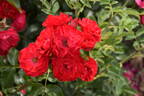 Famosa rose photo
