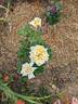 Fontanelle rose photo