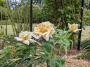 Fontanelle rose photo