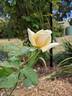 Fontanelle rose photo