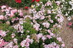 Sweet Haze rose photo