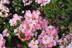 Sweet Haze rose photo