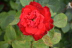 Grande Amore ® rose photo