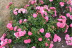 Palmengarten Frankfurt ™ rose photo