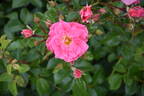 Palmengarten Frankfurt ™ rose photo